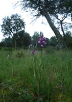 Anacamptis papillonacea x picta Autodrome 190407 (4)