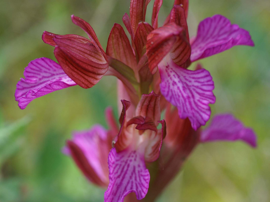 Anacamptis papillonacea Autodrome 250407 (3)