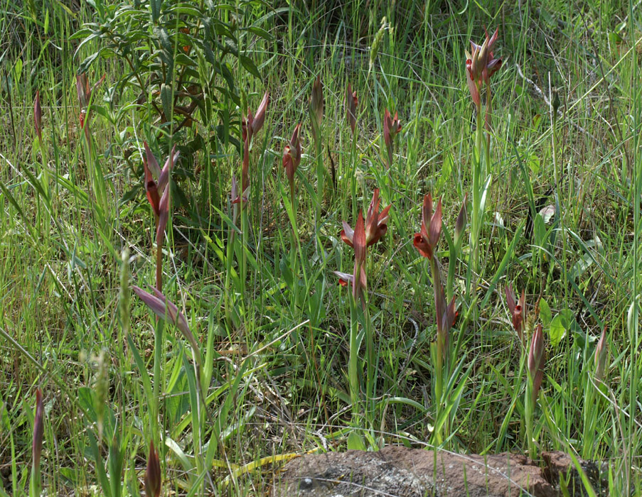 Serapias vomeracea Autodrome 250407 (12)
