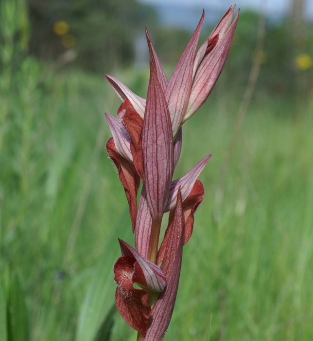 Serapias vomeracea Autodrome 250407 (15)