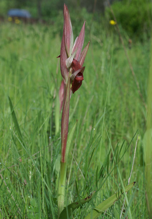 Serapias vomeracea Autodrome 250407 (16)