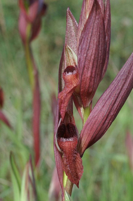 Serapias vomeracea Autodrome 250407 (7)
