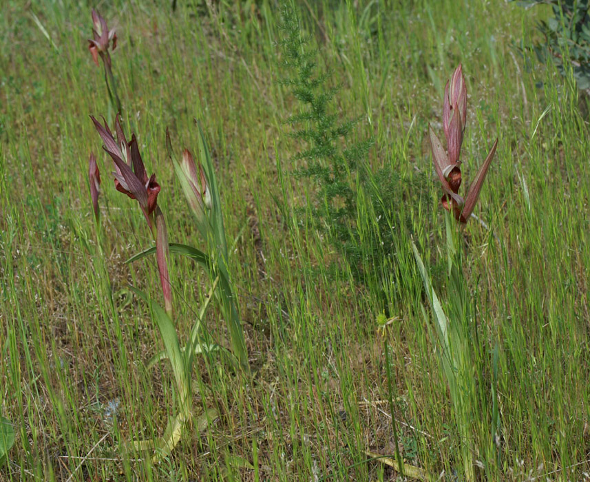 Serapias vomeracea Autodrome 250407 (9)