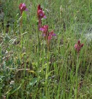 Anacamptis papillonacea Autodrome 250407 (14)