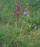 Anacamptis papillonacea Autodrome 250407 (15)