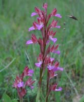 Anacamptis papillonacea Autodrome 250407 (16)