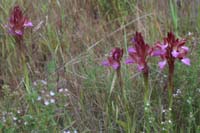 Anacamptis papillonacea Autodrome 250407 (17)