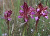 Anacamptis papillonacea Autodrome 250407 (18)