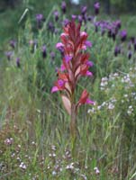 Anacamptis papillonacea Autodrome 250407 (19)