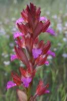 Anacamptis papillonacea Autodrome 250407 (20)