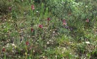 Anacamptis papillonacea Autodrome 250407 (28)