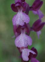 Anacamptis papillonacea x picta Autodrome 250407 (1)