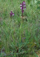 Anacamptis papillonacea x picta Autodrome 250407 (2)