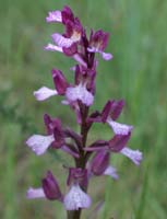 Anacamptis papillonacea x picta Autodrome 250407 (23)