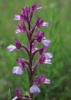 Anacamptis papillonacea x picta Autodrome 250407 (24)