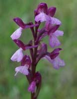 Anacamptis papillonacea x picta Autodrome 250407