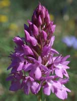 Anacamptis pyramidalis Bagnols en Foret 280407 (21)