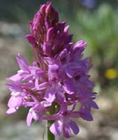 Anacamptis pyramidalis Bagnols en Foret 280407 (22)