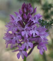 Anacamptis pyramidalis Bagnols en Foret 280407 (24)