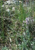 Arabis hirsuta Bagnols en Foret 280407 (77)