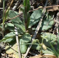 Arabis hirsuta Bagnols en Foret 280407 (78)