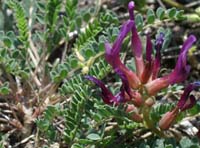 Astragalus monspessulanus Bagnols en Foret 280407 (76)