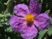 Cistus albidus Bagnols en Foret 280407 (69)