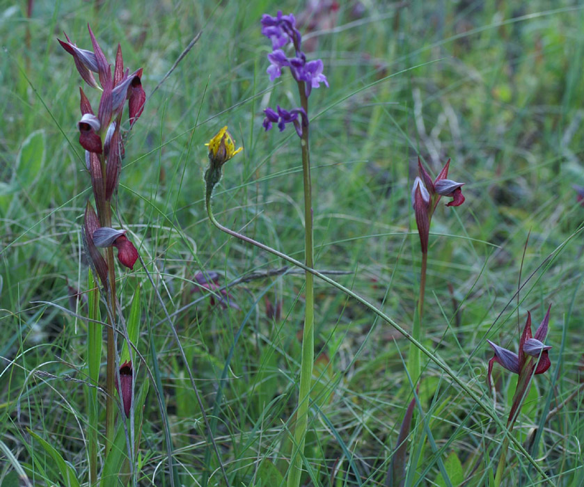 Serapias lingua & Anacamptis picta Palayson 240407 (34)