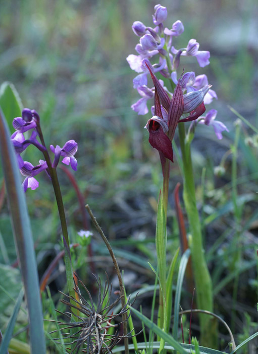 Serapias lingua & Anacamptis picta Palayson 240407 (35)