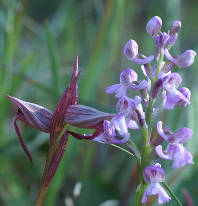 Serapias lingua & Anacamptis picta Palayson 240407 (36)
