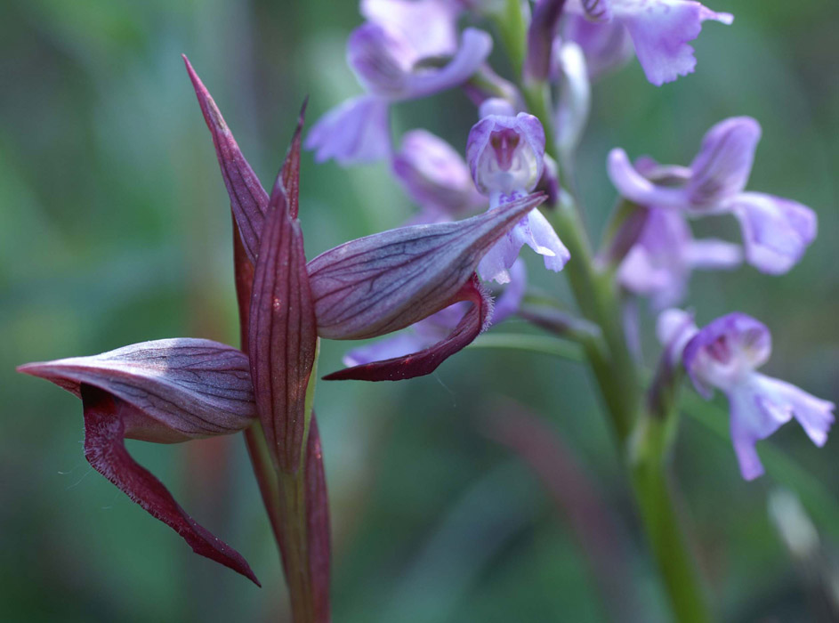 Serapias lingua & Anacamptis picta Palayson 240407 (37)