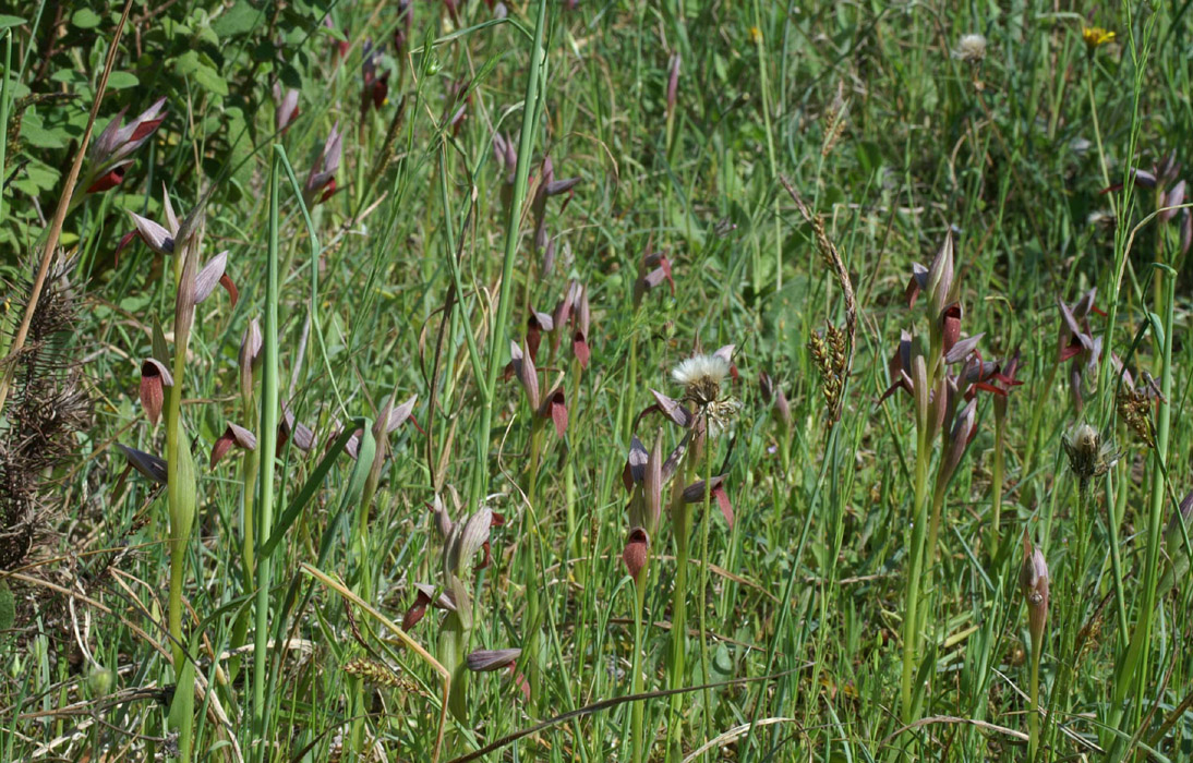 Serapias lingua Palayson 240407 (14)