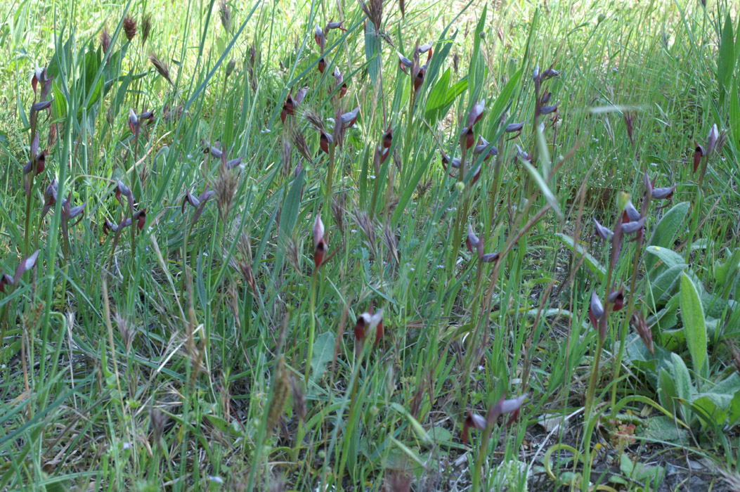 Serapias strictiflora Palayson 240407 (11)
