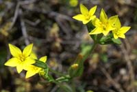 Blackstonia imperfoliata Palayson 240407 (29)