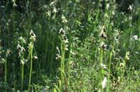 Ophrys splendida Palayson 240407 (27)