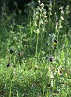 Ophrys splendida Palayson 240407 (28)