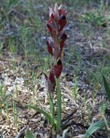 Serapias cordigera Palayson 240407