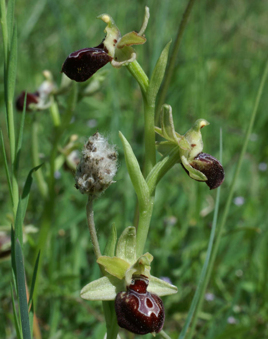 Ophrys provincialis Rouquan 180407 (51)