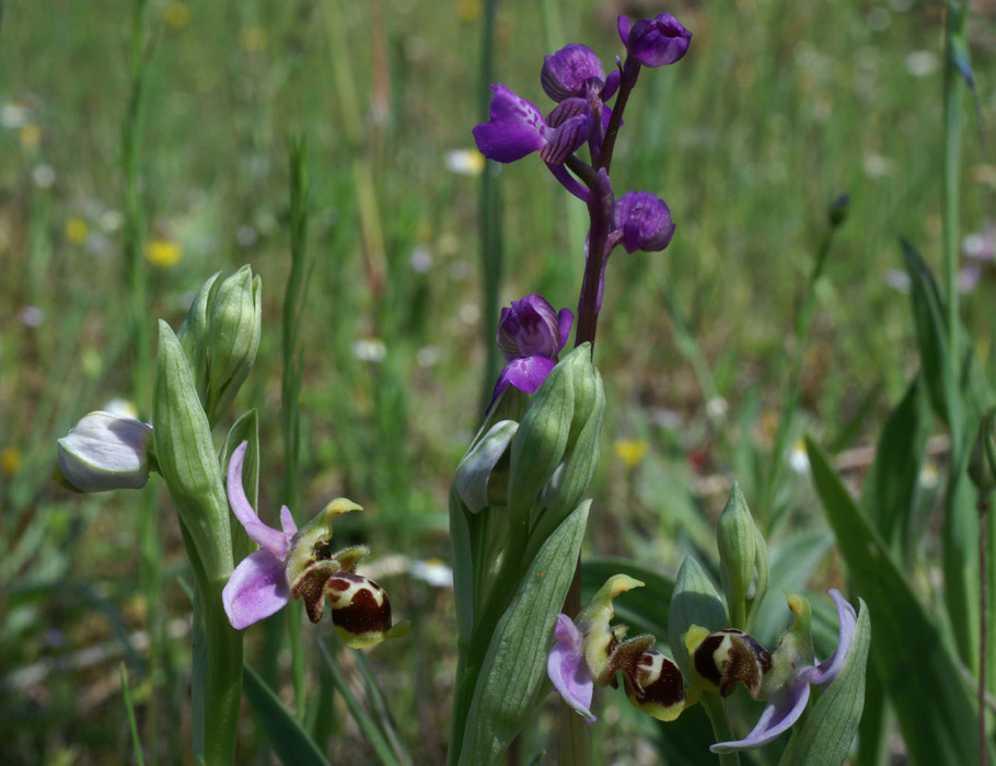 Ophrys scolopax & Anacamptis picta  Rouquan 180407 (18)