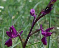 Anacamptis laxiflora Rouquan 180407 (36)