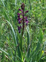 Anacamptis laxiflora Rouquan 180407 (38)