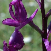 Anacamptis laxiflora Rouquan 180407 (41)