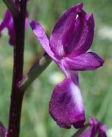 Anacamptis laxiflora Rouquan 180407 (42)