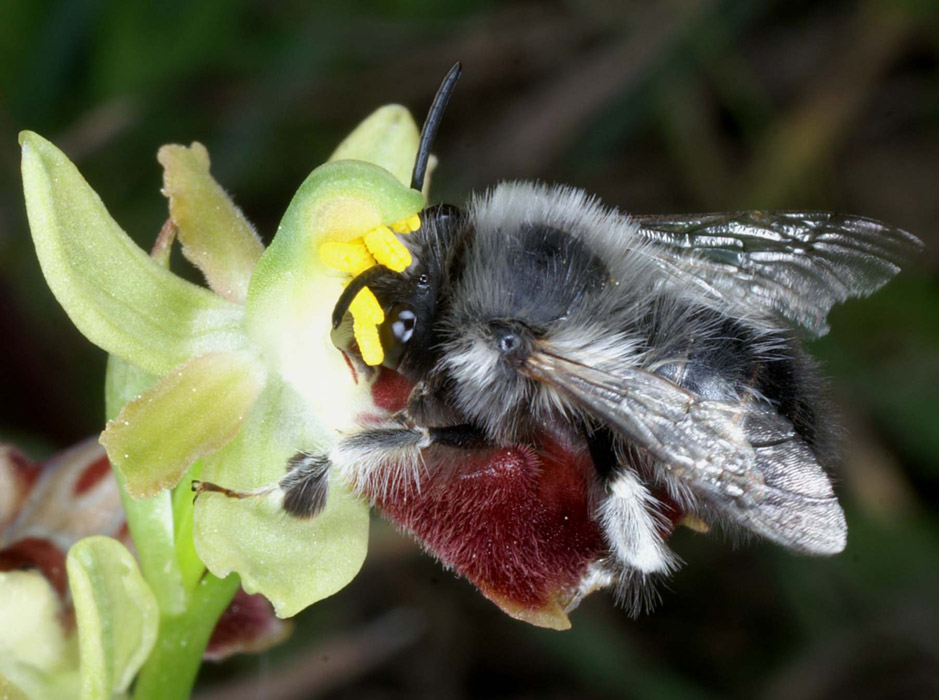 Ophrys provincialis Rouquan 230407 (49)