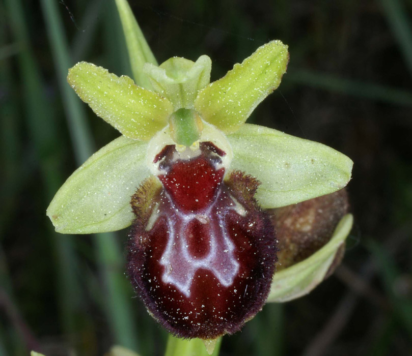 Ophrys provincialis Rouquan 230407 (50)