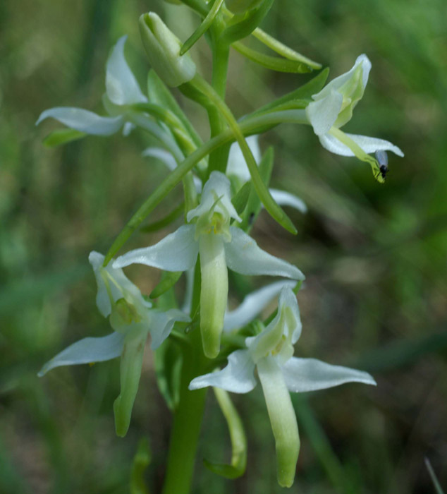 Platanthera bifolia Rouquan 230407 (16)