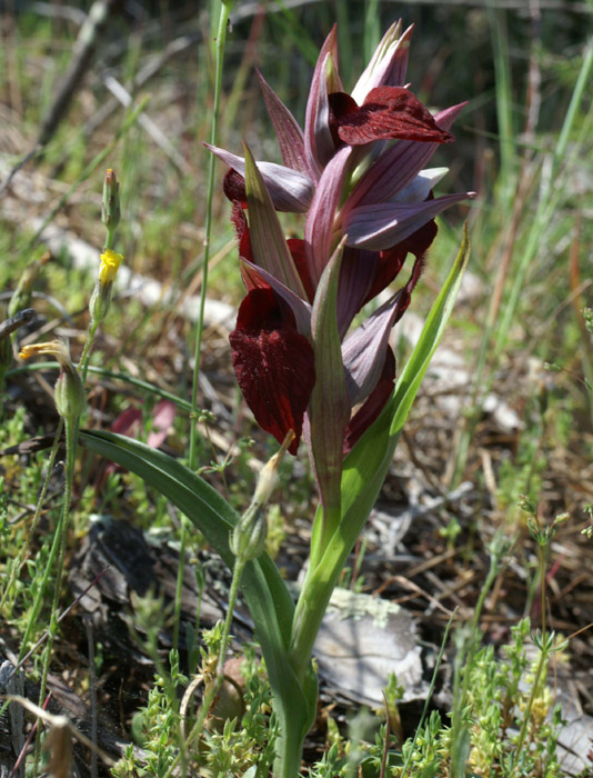 Serapias cordigera Rouquan 230407 (34)