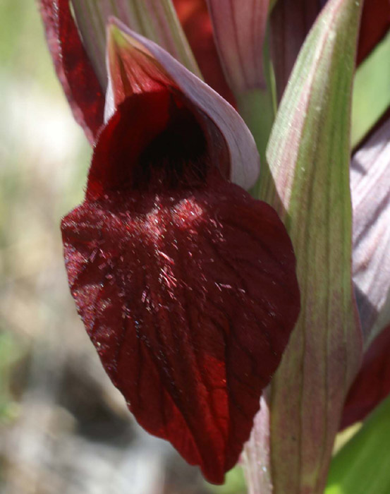 Serapias cordigera Rouquan 230407 (35)