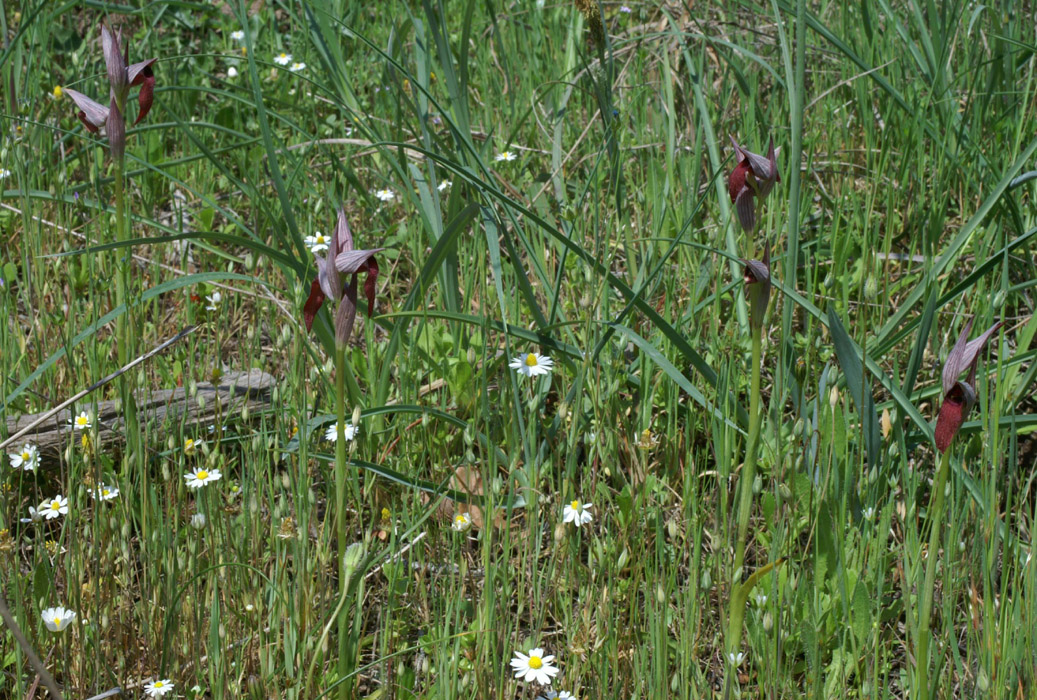 Serapias lingua Rouquan 230407 (11)