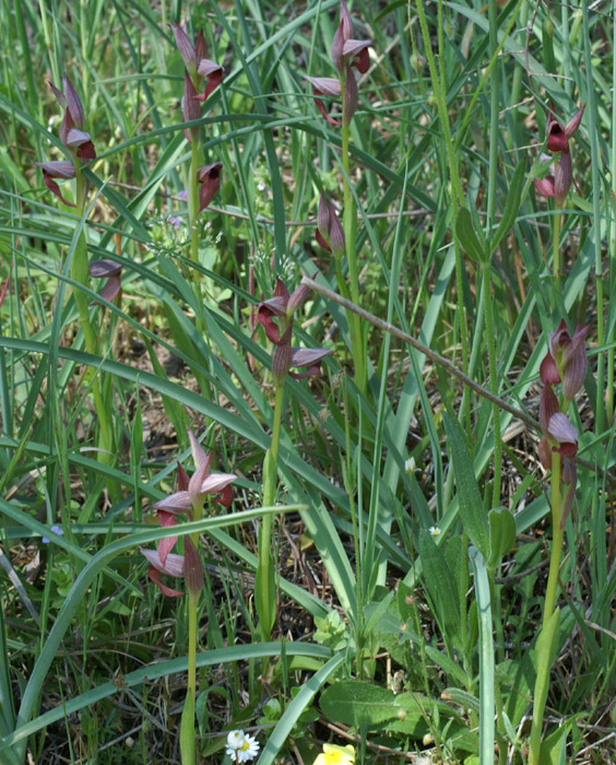 Serapias lingua Rouquan 230407 (12)